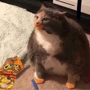 Meet your Posher, Allyson